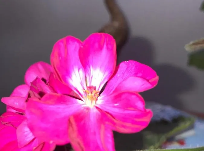 The Bed In A Shed * 多尼戈尔